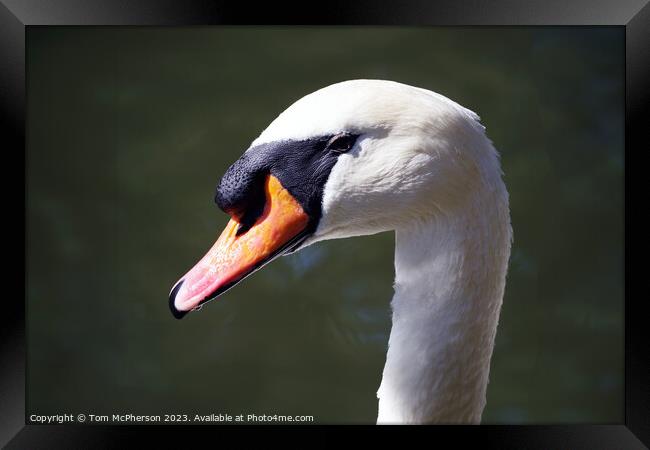 Mute Swan Framed Print by Tom McPherson