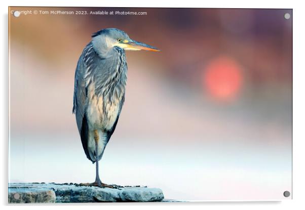 Grey Heron Acrylic by Tom McPherson