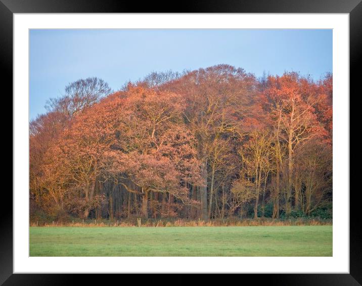 Autumn Woodland  Framed Mounted Print by Victor Burnside