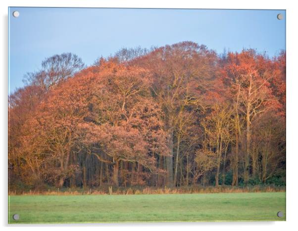 Autumn Woodland  Acrylic by Victor Burnside