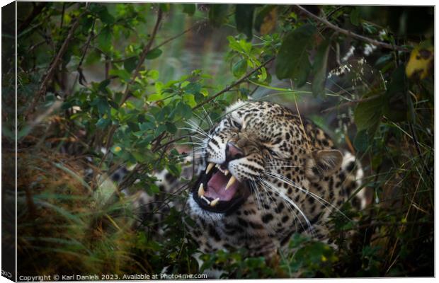 A Leopard hiding in the thick African bush Canvas Print by Karl Daniels