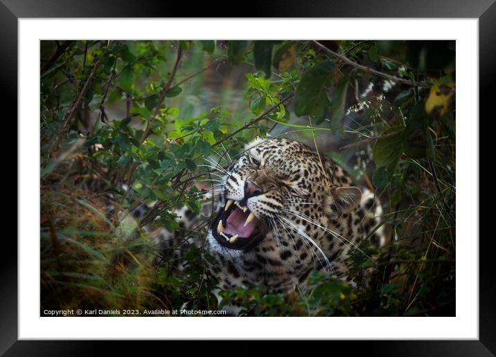 A Leopard hiding in the thick African bush Framed Mounted Print by Karl Daniels