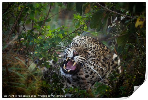 A Leopard hiding in the thick African bush Print by Karl Daniels