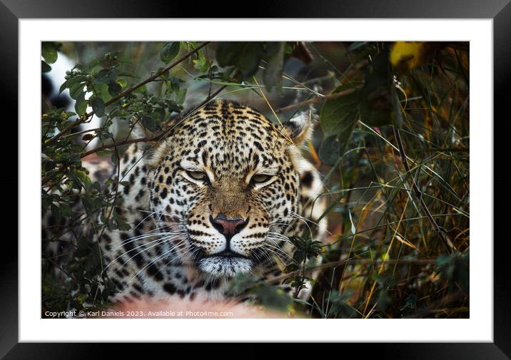 Leopard checking out from a Bush Framed Mounted Print by Karl Daniels