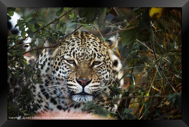 Leopard checking out from a Bush Framed Print by Karl Daniels