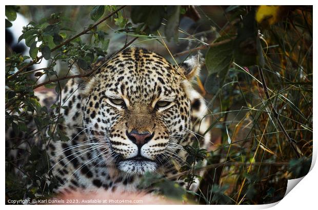 Leopard checking out from a Bush Print by Karl Daniels