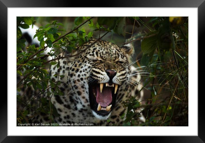 African Leopard Roar Framed Mounted Print by Karl Daniels