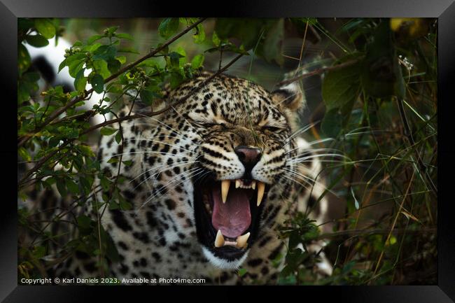 African Leopard Roar Framed Print by Karl Daniels