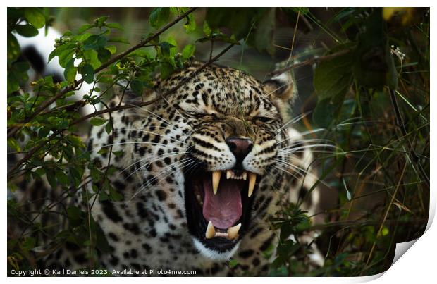 African Leopard Roar Print by Karl Daniels