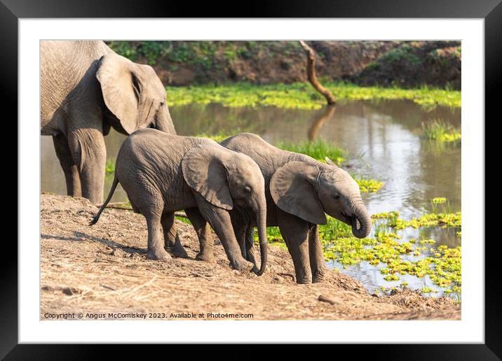 Baby elephants drinking Zambia Framed Mounted Print by Angus McComiskey