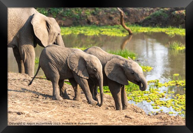 Baby elephants drinking Zambia Framed Print by Angus McComiskey