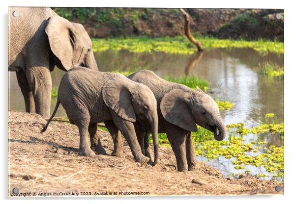 Baby elephants drinking Zambia Acrylic by Angus McComiskey