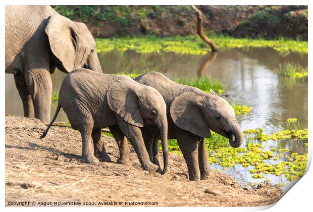 Baby elephants drinking Zambia Print by Angus McComiskey