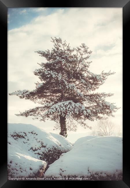 Tree In Snow Scene Framed Print by Amanda Elwell