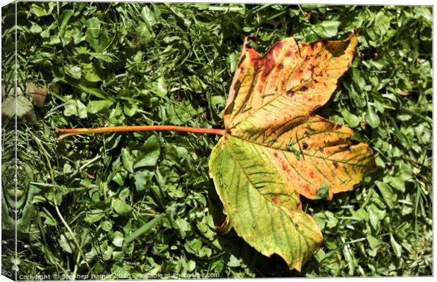 Fallen Field Maple Leaf Canvas Print by Stephen Hamer