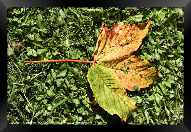 Fallen Field Maple Leaf Framed Print by Stephen Hamer