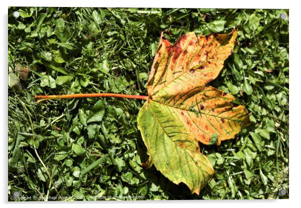 Fallen Field Maple Leaf Acrylic by Stephen Hamer