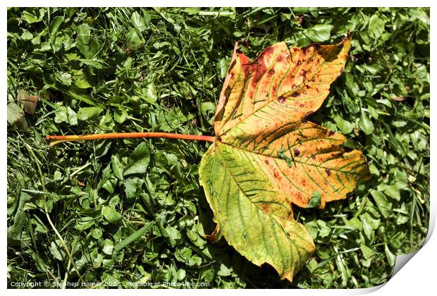 Fallen Field Maple Leaf Print by Stephen Hamer
