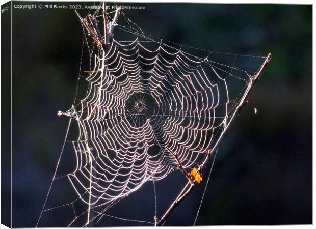 Sunlit Frost crystals on a cobweb Canvas Print by Phil Banks