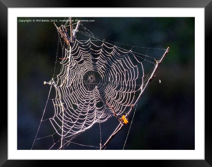 Sunlit Frost crystals on a cobweb Framed Mounted Print by Phil Banks