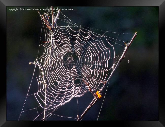 Sunlit Frost crystals on a cobweb Framed Print by Phil Banks