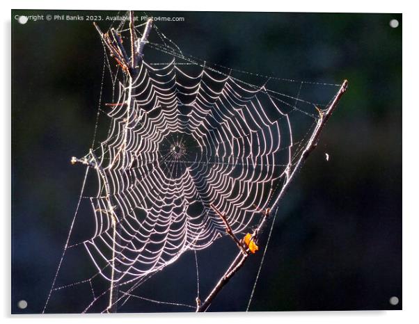 Sunlit Frost crystals on a cobweb Acrylic by Phil Banks