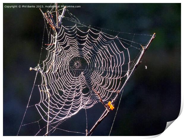 Sunlit Frost crystals on a cobweb Print by Phil Banks