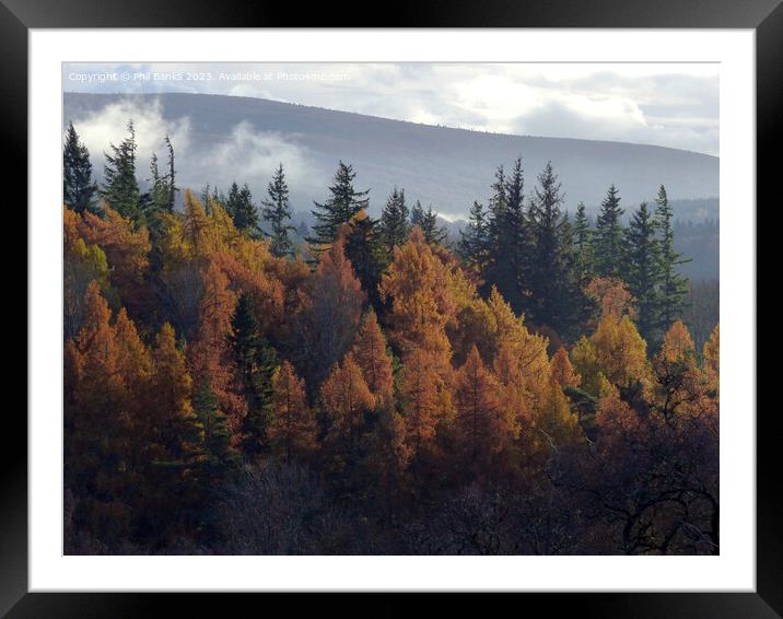 Forest top autumn mist Framed Mounted Print by Phil Banks
