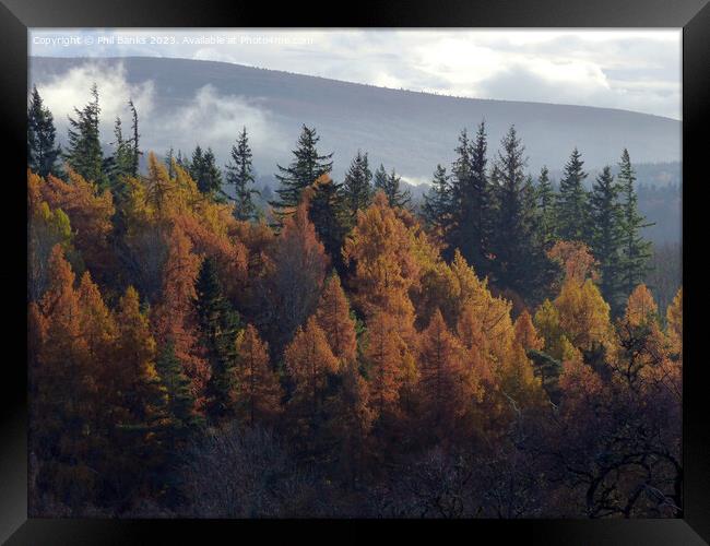 Forest top autumn mist Framed Print by Phil Banks