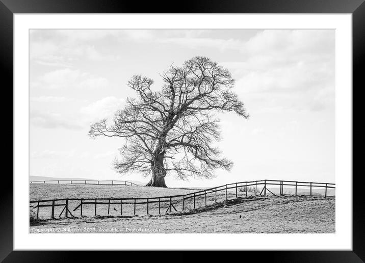 The Leaning Tree Framed Mounted Print by Phil Lane