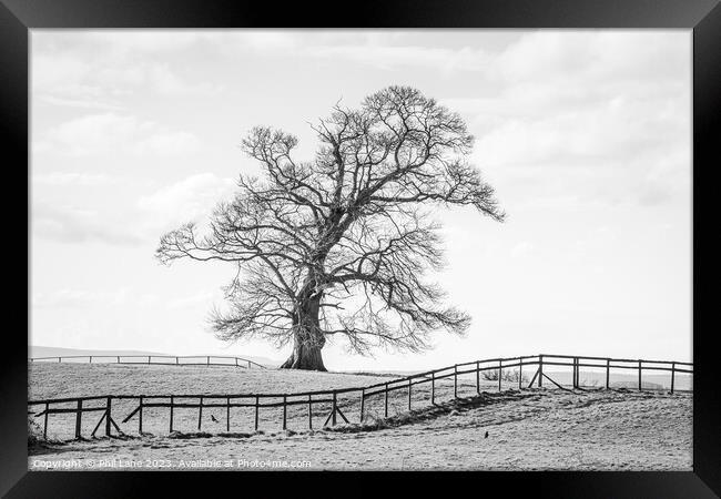 The Leaning Tree Framed Print by Phil Lane