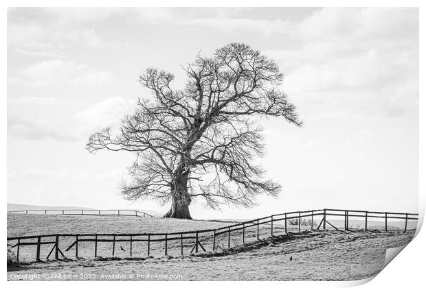 The Leaning Tree Print by Phil Lane