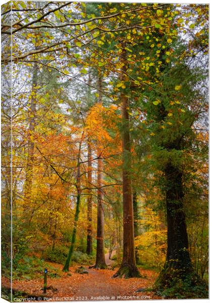 Autumn Woodland on Betws-y-Coed Walk in Snowdonia Canvas Print by Pearl Bucknall