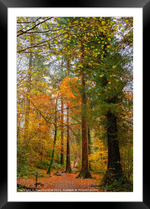Autumn Woodland on Betws-y-Coed Walk in Snowdonia Framed Mounted Print by Pearl Bucknall
