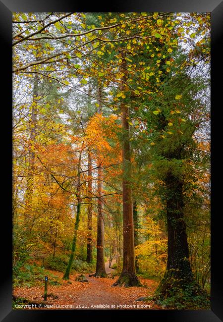 Autumn Woodland on Betws-y-Coed Walk in Snowdonia Framed Print by Pearl Bucknall