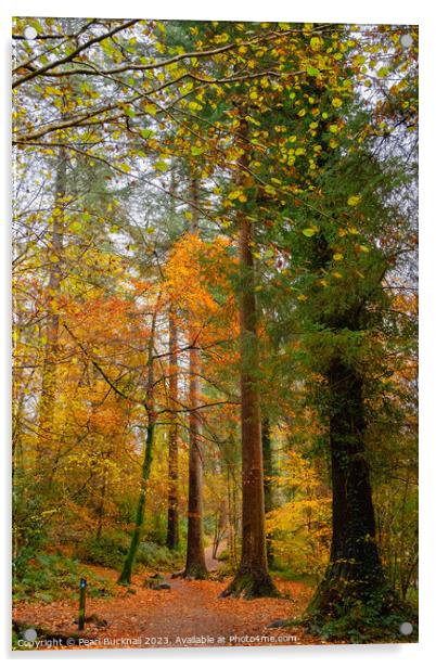 Autumn Woodland on Betws-y-Coed Walk in Snowdonia Acrylic by Pearl Bucknall