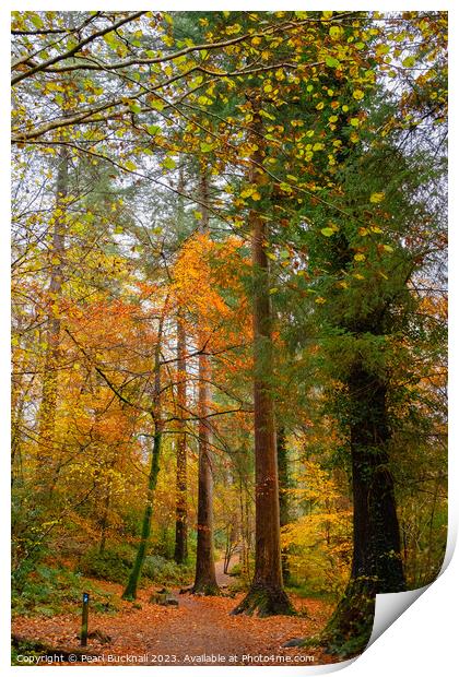 Autumn Woodland on Betws-y-Coed Walk in Snowdonia Print by Pearl Bucknall