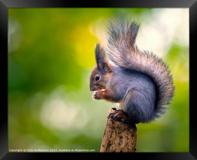 Grey Squirrel Framed Print by Tom McPherson