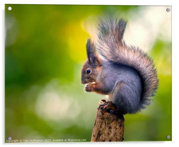 Grey Squirrel Acrylic by Tom McPherson