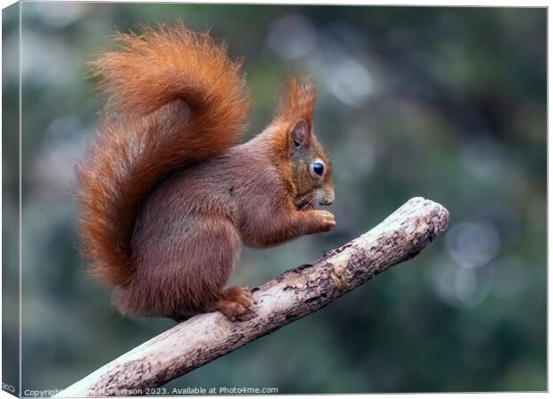 The Red Squirrel Canvas Print by Tom McPherson