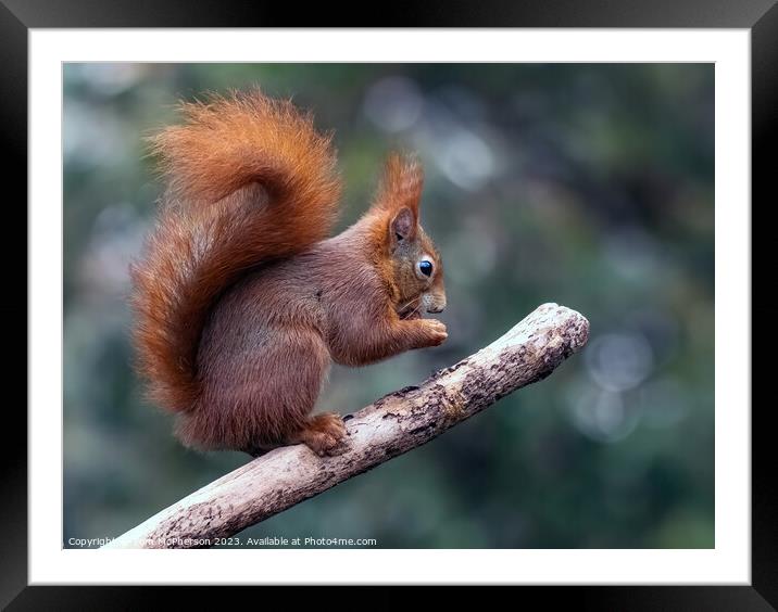 The Red Squirrel Framed Mounted Print by Tom McPherson