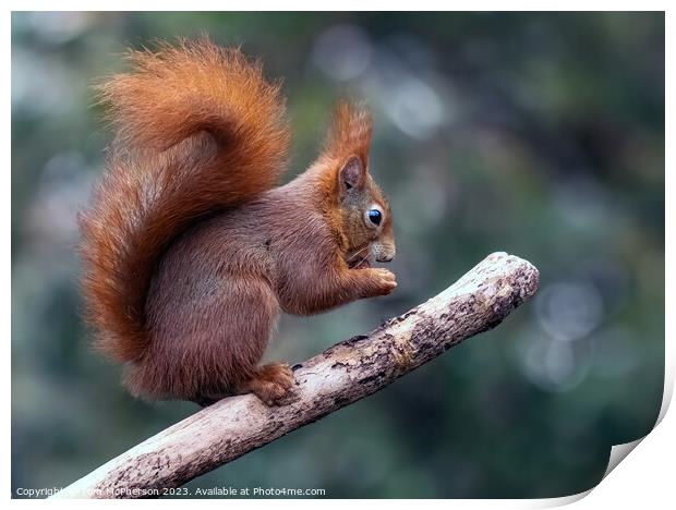 The Red Squirrel Print by Tom McPherson