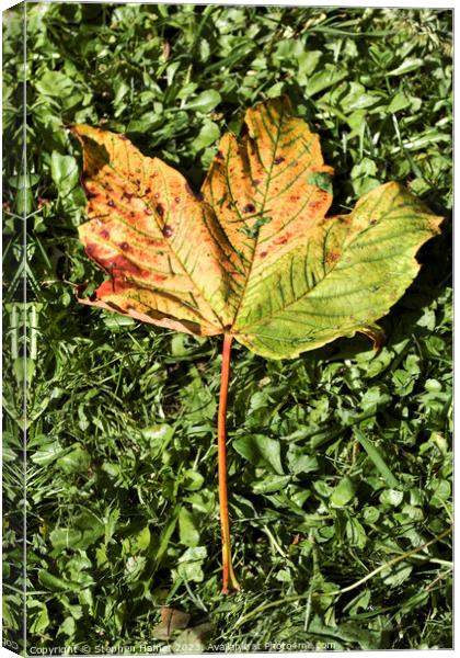 Fallen Field Maple Leaf #2 Canvas Print by Stephen Hamer