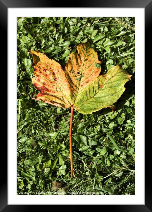 Fallen Field Maple Leaf #2 Framed Mounted Print by Stephen Hamer
