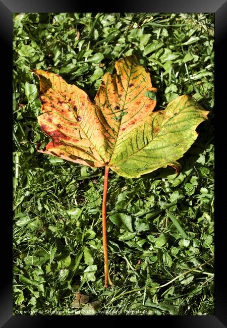 Fallen Field Maple Leaf #2 Framed Print by Stephen Hamer