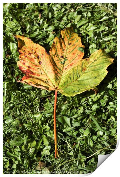 Fallen Field Maple Leaf #2 Print by Stephen Hamer