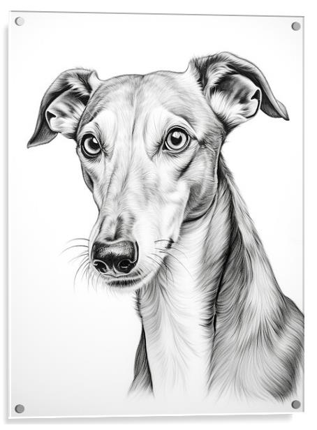 Greyhound Pencil Drawing Acrylic by K9 Art