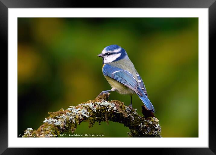 The Eurasian blue tit  Framed Mounted Print by Tom McPherson