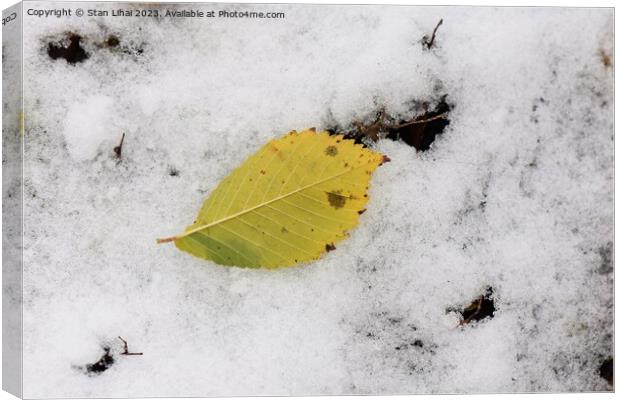 Yellow leaf on snow Canvas Print by Stan Lihai