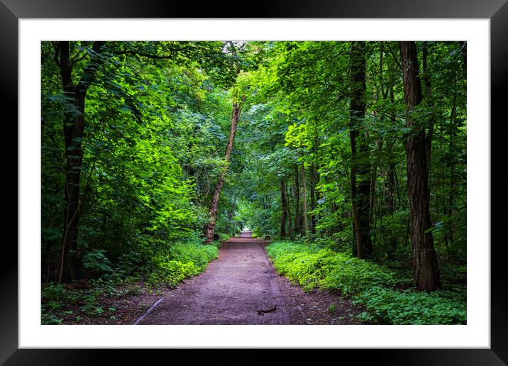 Path Through Green Forest Park Framed Mounted Print by Artur Bogacki